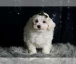 Small Photo #45 Maltipoo (Miniature) Puppy For Sale in WARSAW, IN, USA