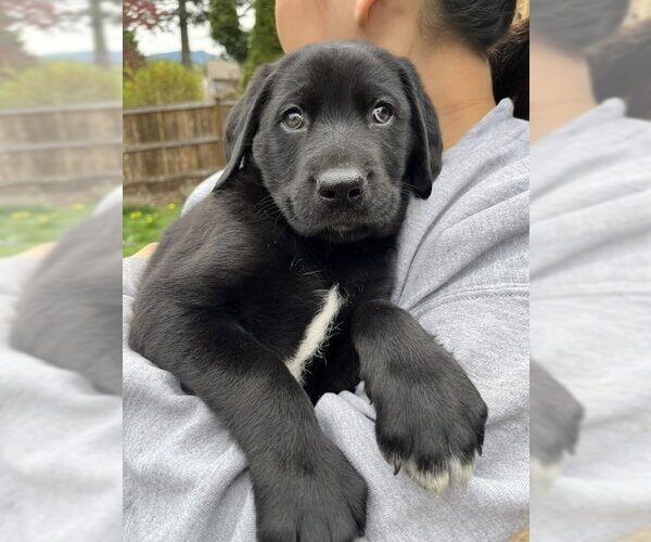 Medium Photo #2 Labrador Retriever-Unknown Mix Puppy For Sale in Bellevue, WA, USA