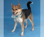 Small #1 Shiba Inu