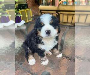 Bernese Mountain Dog Dogs for adoption in HUTCHINSON, KS, USA