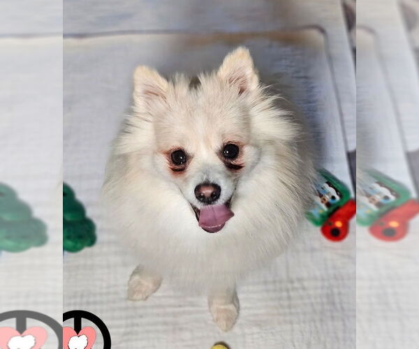 Medium Photo #3 Pomeranian Puppy For Sale in Lebanon, PA, USA