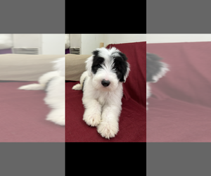 Old English Sheepdog Puppy for Sale in BARSTOW, California USA