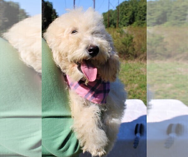 Medium Photo #18 Goldendoodle Puppy For Sale in TIMBERLAKE, NC, USA