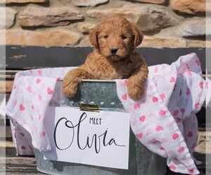 Goldendoodle (Miniature) Puppy for sale in FREDERICKSBG, OH, USA