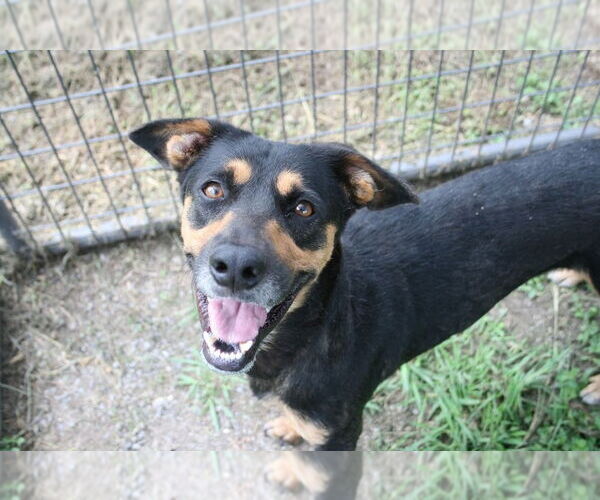 Medium Photo #2 Mutt Puppy For Sale in Abbeville, LA, USA