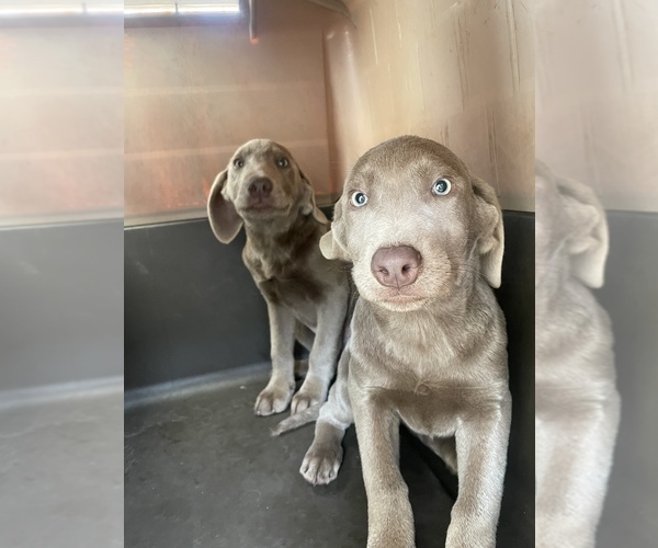 Medium Photo #1 Labrador Retriever Puppy For Sale in ELK GROVE, CA, USA