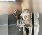 Small Photo #1 Labrador Retriever Puppy For Sale in ELK GROVE, CA, USA