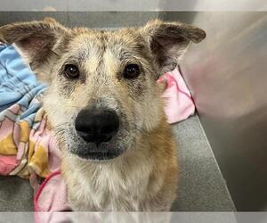 Shepradors Dogs for adoption in Orange, CA, USA