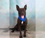 Small #1 American Pit Bull Terrier-Labrador Retriever Mix