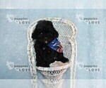 Small #7 Poodle (Toy)