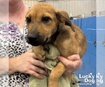 Small #3 Labrador Retriever Mix