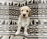 Puppy Winter Goldendoodle