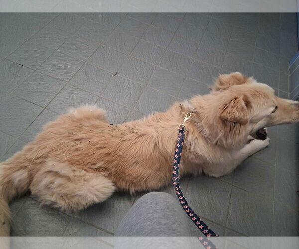 Medium Photo #6 Great Pyrenees-Unknown Mix Puppy For Sale in Minneapolis, MN, USA