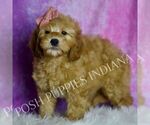 Small #3 Goldendoodle (Miniature)