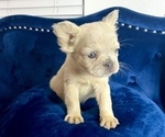 Small French Bulldog