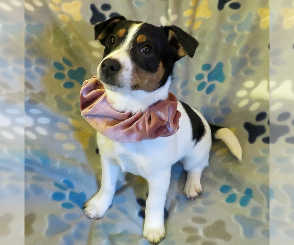 Medium Photo #2 Jack Chi Puppy For Sale in Grovertown, IN, USA