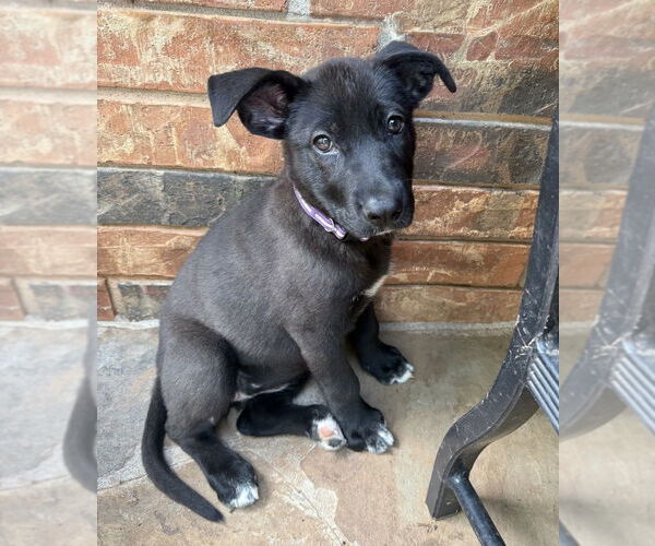 Medium Photo #14 Labrador Retriever-Unknown Mix Puppy For Sale in OKLAHOMA CITY, OK, USA