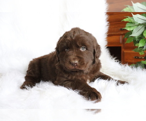 Newfoundland Puppy for sale in SHILOH, OH, USA