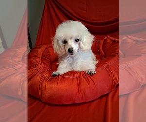 Poodle (Toy) Puppy for sale in NASHVILLE, GA, USA
