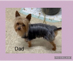 Small Photo #1 Yorkshire Terrier Puppy For Sale in BENNINGTON, IN, USA