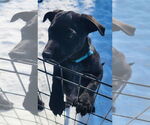 Small #19 Labrador Retriever Mix