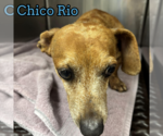 Small #20 Dachshund