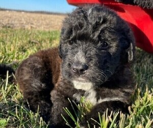 Saint Berdoodle Puppy for sale in BROWNSTOWN, IN, USA