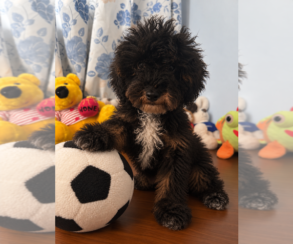 Medium Photo #20 Havapoo Puppy For Sale in DURHAM, CT, USA