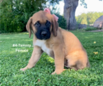 Small #12 American Mastiff-Saint Bernard Mix