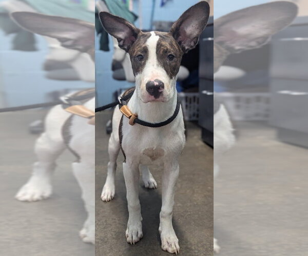 Medium Photo #1 Bull Terrier Puppy For Sale in Evansville, IN, USA