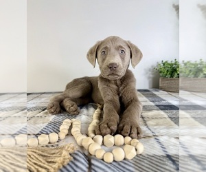 Labrador Retriever Puppy for sale in GREENFIELD, IN, USA