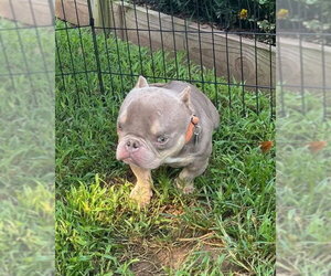 Mutt Dogs for adoption in Spotsylvania, VA, USA