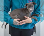 Small #1 American Staffordshire Terrier-Labrador Retriever Mix