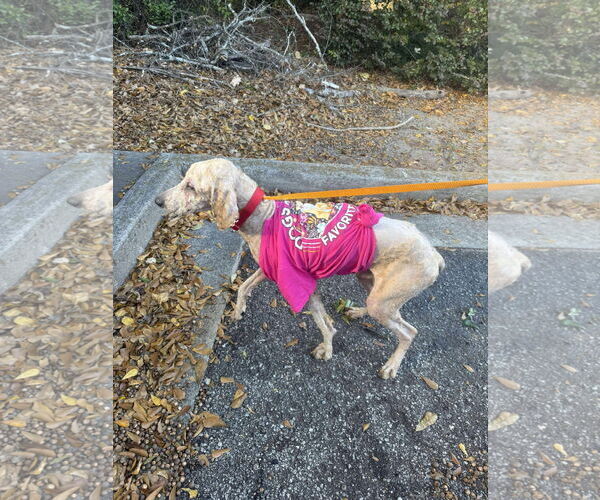 Medium Photo #2 Poodle (Standard)-Unknown Mix Puppy For Sale in Rockaway, NJ, USA