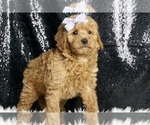 Puppy Willow F1B Goldendoodle (Miniature)