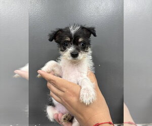 Poodle (Miniature)-Unknown Mix Dogs for adoption in Studio City, CA, USA