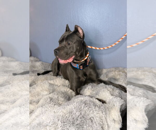 Medium Photo #4 Mutt Puppy For Sale in Goodyear, AZ, USA