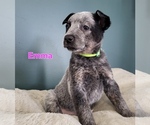 Puppy Emma Australian Cattle Dog