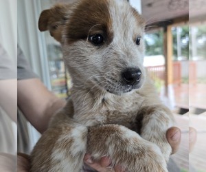 Australian Cattle Dog Puppy for sale in PUYALLUP, WA, USA