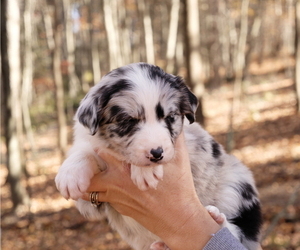 Border Collie Puppy for Sale in DELTA, Pennsylvania USA