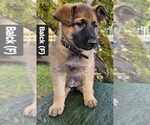 Puppy Puppy 10 black German Shepherd Dog-Malinois Mix