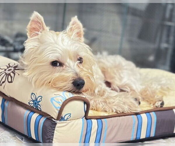 Medium Photo #8 Mutt Puppy For Sale in Corona, CA, USA