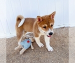 Small Photo #4 Shiba Inu Puppy For Sale in TEMECULA, CA, USA