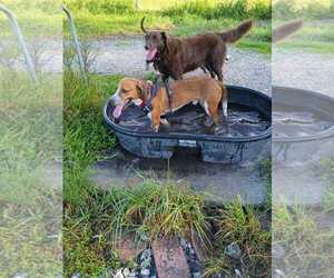 Finn IV - Male Beagle-Unknown Mix Dog for Adoption - Photo #10