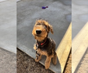 Airedale Terrier Puppy for sale in GREENVILLE, SC, USA