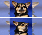 Small Chihuahua Mix