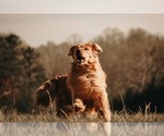 Small #13 Golden Retriever