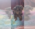 Small #2 Yorkshire Terrier