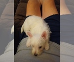 Small #22 West Highland White Terrier