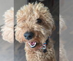 Small #1 Goldendoodle (Miniature)